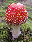 0601z2b0-8991-113x150.jpg