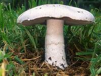 0601z2bj-7044-199x150.jpg