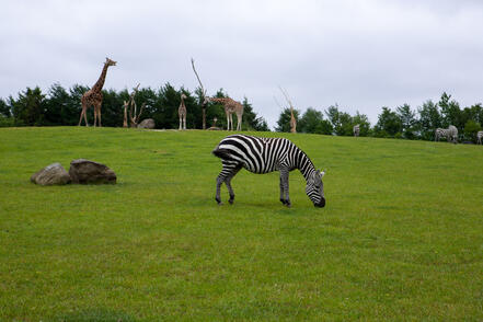 0601z9sf-0724-441x294.jpg