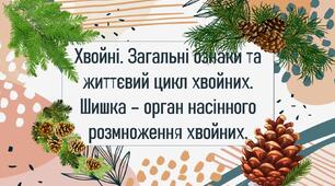 Хвойні. Загальні ознаки та життєвий цикл хвойних. Шишка – орган насінного розмноження хвойних.