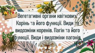 Вегетативні органи квіткових. Корінь та його функції. Види та видозміни коренів. Пагін та його функції. Види і видозміни пагонів.