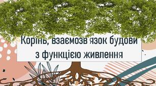 Корінь, взаємозв’язок будови з функцією живлення