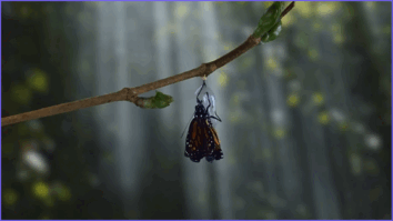 0601zowh-15c8-354x199.png
