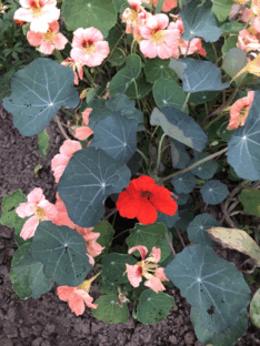 0601zrvf-c180-234x312.png