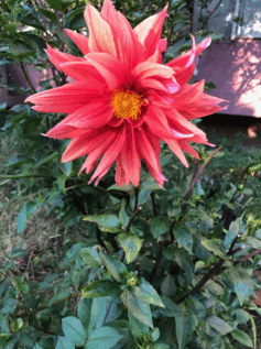 0601zrvg-1e96-237x317.png