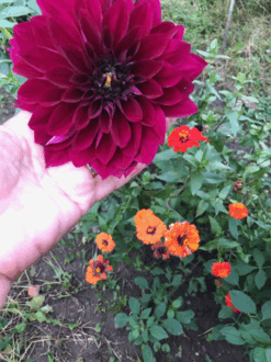 0601zrvj-d99a-247x330.png