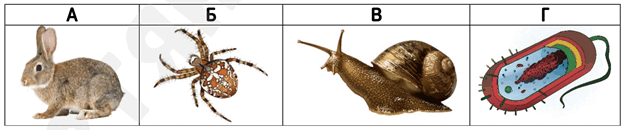 0601zx04-6668-623x130.png