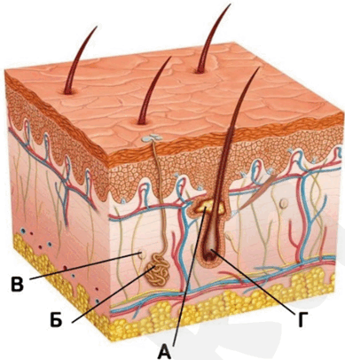 0601zx4e-7e03-389x406.png