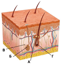 060201u5-f0b1-212x216.png