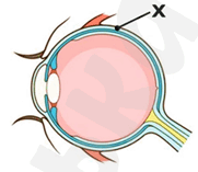 060201vr-39f4-181x157.png