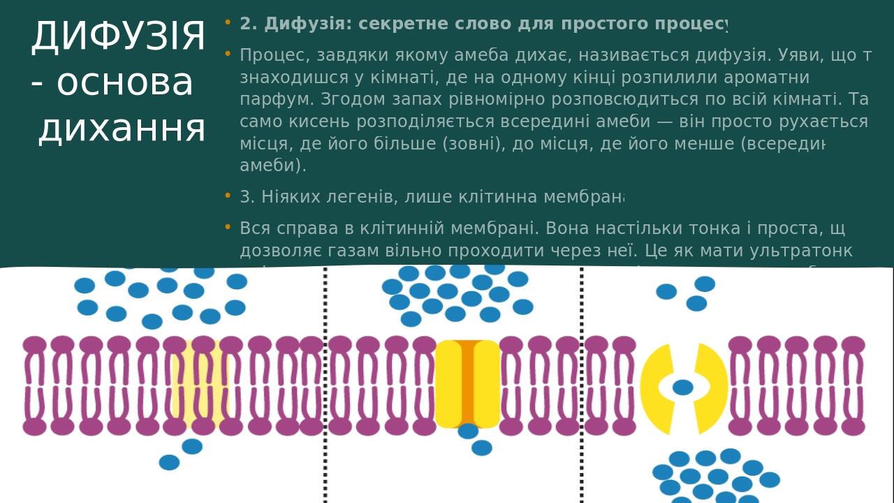 Амеба протей | Презентація. Біологія