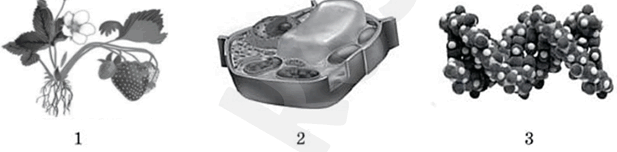 060206pu-7356-617x152.png