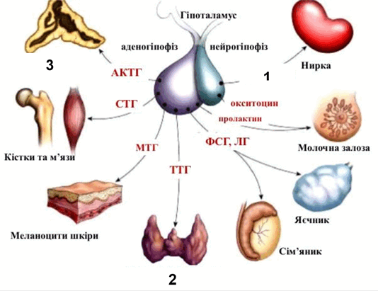 0602077o-f176-534x411.png