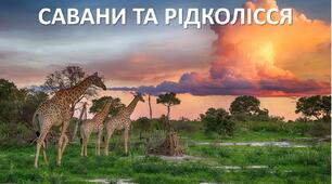 Презентація до уроку: "САВАНИ ТА РІДКОЛІССЯ АФРИКИ"