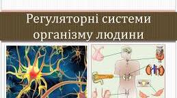 Презентація "Взаємодія регуляторних систем"