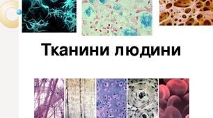 Лабораторне дослідження "Ознайомлення з мікропрепаратами тканин людини"