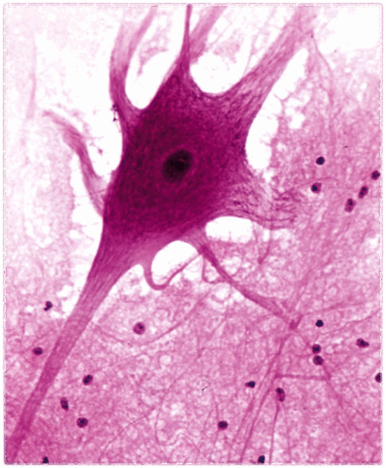 06021boh-3ec9-548x664.png