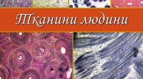 Тканини організму людини