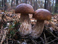 06021dl2-17da-200x150.jpg