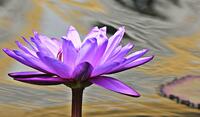 06021dlm-4451-200x117.jpg