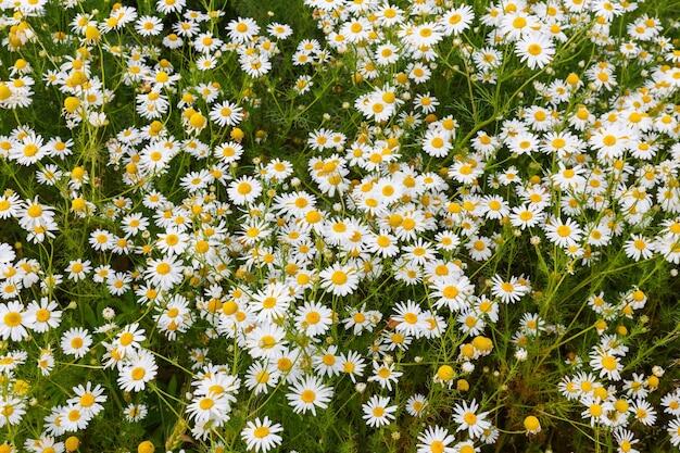 Chamomile flowers on the field