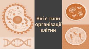 §5 Які є типи організації клітин