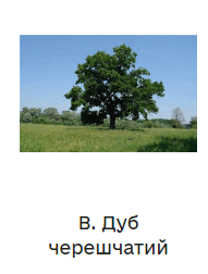 06021opv-037c-191x252.png