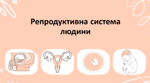 Презентація для учнів 8 класу на тему: "Репродуктивна система людини. Будова та функції""