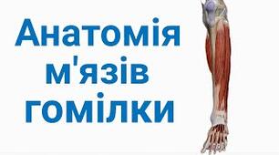 Будова мʼязів гомілки людини