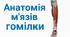Будова мʼязів гомілки людини
