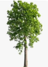 06022gn3-6a55-160x225.png