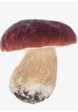06022gok-d648-161x231.png