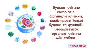 Презентація на тему "Будова клітини евкаріотів. Органели клітини, особливості їхньої будови та функцій. Взаємозв’язок органел клітини між собою." 7 кл. НУШ