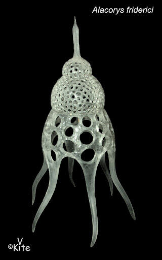 ТИП РАДИОЛЯРИИ - RADIOLARIA