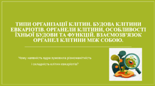 Презентація "Типи організації клітин. Будова клітини евкаріотів. Органели клітини, особливості їхньої будови та функцій. Взаємозв’язок органел клітини між собою."