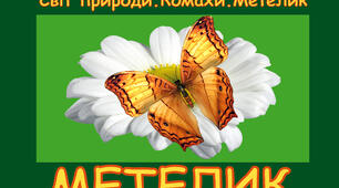 Світ природи. Комахи. Метелик.