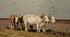 «Хіба ревуть воли, як ясла повні?» – перший соціально-психологічний роман в українській літературі