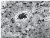 06023p8z-4ca0-165x126.png