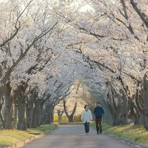 06023vsl-c715-500x500.webp