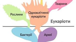 Лабораторна робота №1. Визначення таксономічного положення виду в системі органічного світу .
