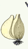 06023z4v-befe-174x300.png