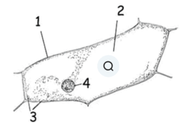 06023zkw-a0af-262x176.png