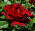 060241g6-5a2c-135x122.png