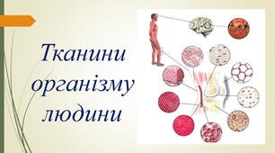 Різноманітність клітин і тканин організму людини