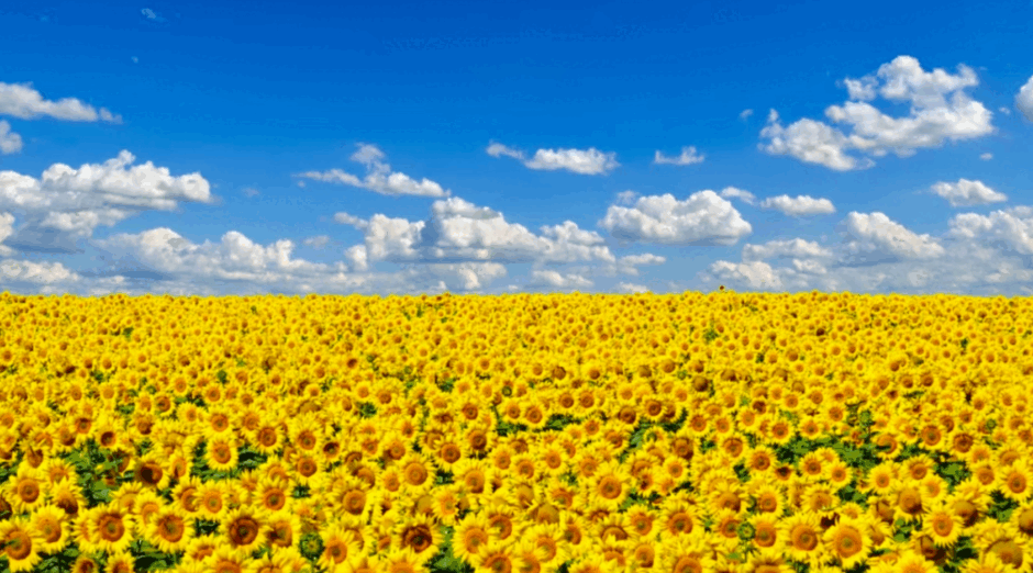 06024e91-8ef5-940x522.png