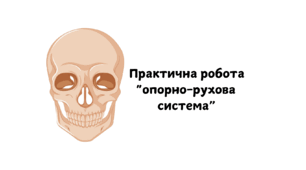 Практична робота. Опорно - рухова система людини 3 клас