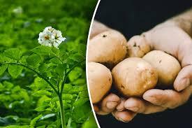 Сорти картоплі для посадки - які є ранні сорти картоплі - Главред