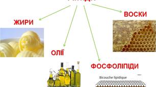 Робочий аркуш з теми "Ліпіди"