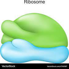 Ribosome cell organelle for protein synthesis Vector Image