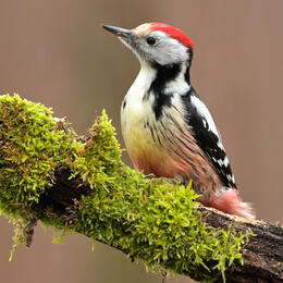 06024uie-7c60-260x260.jpg